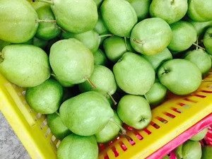 fresh fruit shandong/green/golden pear for sale