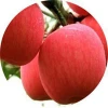 fresh fuji apple export to Dubai ,Philippines , Russia ,other countries