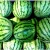 Import Fresh Juicy Watermelons Best Quality Watermelons from South Africa