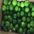 Import FRESH LIME BEST QUALITY from Vietnam