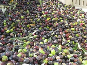 FRESH Olives fruit