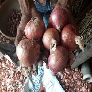 Fresh Onions from India