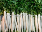 Fresh Raddish Produce for Exports from Pakistan