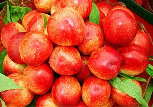 Fresh sweet nectarine fruit for sale