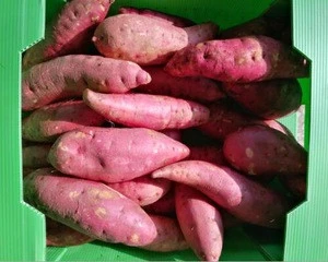 Fresh Sweet Potato with red skin and orange inner