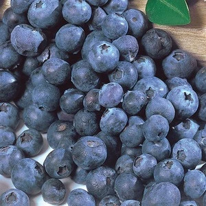 frozen blueberry fruit and fresh blueberries