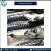 Frozen Horse Mackerel Fish