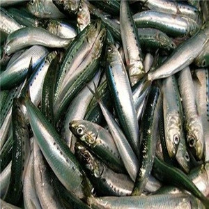 Frozen Sardines Bait for Your Successful Fishing Catch