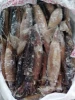 frozen squid malaysia illex squid