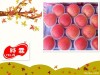 Fuji fresh apple from Shandong Province
