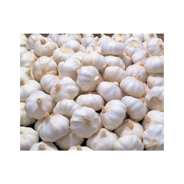 Good Quality Wholesale Natural White Fresh Garlic in Bulk