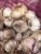Import Good Selling Price Agricultural Vegetables And Spices Fresh Garlic From Trung My Company Viet Nam from Vietnam