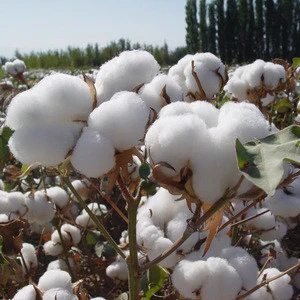 Grade A 100% Organic Raw Cotton
