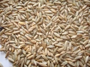 Grade A Rye Grains With Competitive Prices