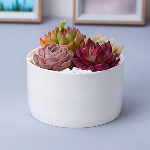 grass plant indoor potted little decorative mini small succulent flower pots cute planters chinese cartoon White ceramic cheapes