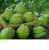 Import guava fruit,Fresh Guava FRESH GUAVA FRUITS From South Africa from South Africa