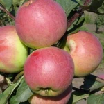 Healthy Fresh Quality Guava Fruits