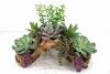high quality China direct factory artificial succulent plant bonsai with good price for decoration