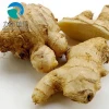 High Quality Natural Organic ginger extract, ginger extract powder