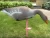 Import Hot sale greylag feeding goose decoy wild hunting feeder geese equipment folding hunting goose decoy from China