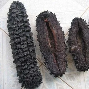 Hot Selling Competitive Price Fresh Frozen Seafood Wild Dried Sea Cucumber