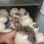Live healthy Ostrich Chicks for sale