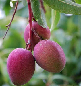 Mango seedling