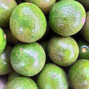 Milky Fresh Avocado At Appealing Prices .