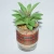 Import Mini Plant In Ceramic Pot Elegant Lifelike Decorative Artificial Succulent from China