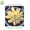 Natural colorful Agave live plants from China