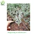 Import Natural Rare Succulent Plant Albuca Concordiana with beautiful Curly leaves from China