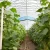 Import Poly Tunnel Agricultural Greenhouse For Greenhouse Farming from China