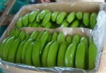 Premium Quality Quality Fresh Cavendish Banana / Fresh Banana