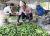 Import Product 100% Cucumber/fresh pickling cucumbers/pickled cucumber From Viet Nam(whatsapp: 84 911 585 628) from Vietnam