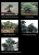 Import Professional and Original japanese garden tools japanese BONSAI for Freedom , big tree also available from Japan
