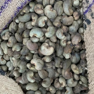 Raw Cashew Nuts of Ivory Coast origin for India and Vietnam cashew factory processing