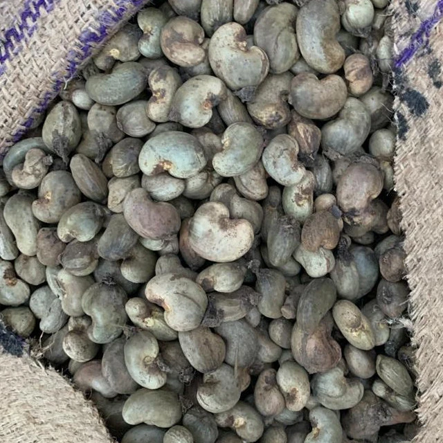 Raw Cashew Nuts of Ivory Coast origin for India and Vietnam cashew factory processing