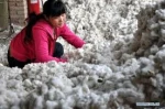 Raw Cotton for Sale with Low Price
