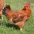 Import Red-Broilers-fowl :best quality best price broiler chicken from Germany