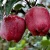 Import Red Delicious apple Brand Yi Tian Apple Fruit Fresh from China