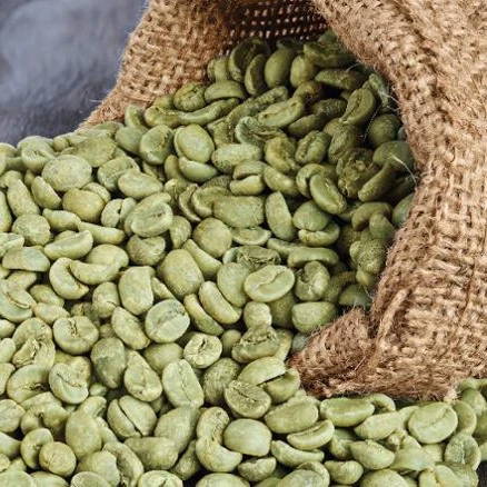 Robusta Coffee/Arabica Green Coffee Beans for sale