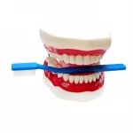 School learning resources plastic Dental mold & giant toothbrush set Dentist toy teaching aids