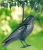 Import Stand Plastic Hunting Crow- Decoy Garden Bird Scarer from China