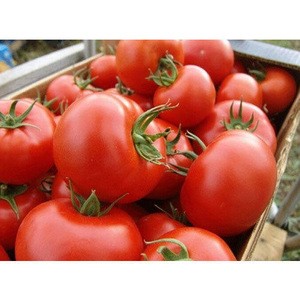 Top AAA Grade of Fresh Tomatoes