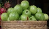Top Quality Fresh Guava for sale