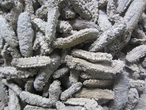 Top Quality Frozen And Dried Sea Cucumber For Sale