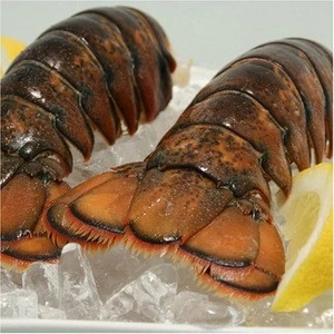 top Quality Frozen Canadian Lobster