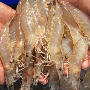 Top Quality Frozen Whole Vannamei Shrimp White / Black Tiger Shrimp /prawn