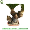 various size multihead bonsai cycas revoluta