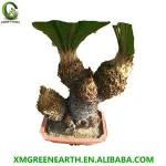 various size multihead bonsai cycas revoluta